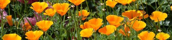 Eschscholzia californica (California poppy)