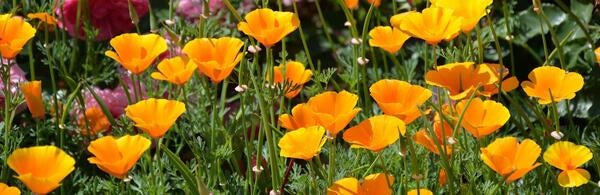 Eschscholzia californica (California poppy)
