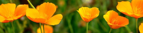 Eschscholzia californica (California poppy)