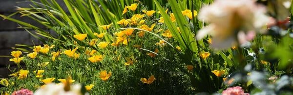 California poppies in UCR Botanic Gardens (c) UCR / Stan Lim