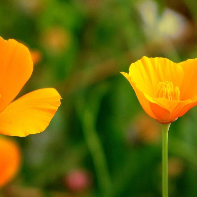 Eschscholzia californica (California poppy)